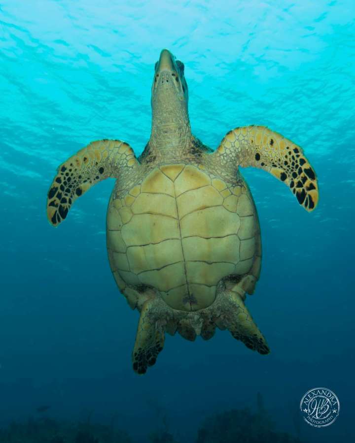 a hawksbill turtle swimming over head a coconut tree diver scuba diver in roatan