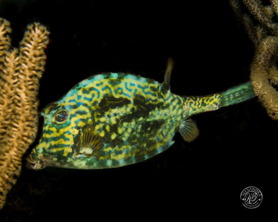 Im a honeycomb fish that was found by a scuba diver in roatan