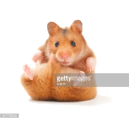 Image caption example