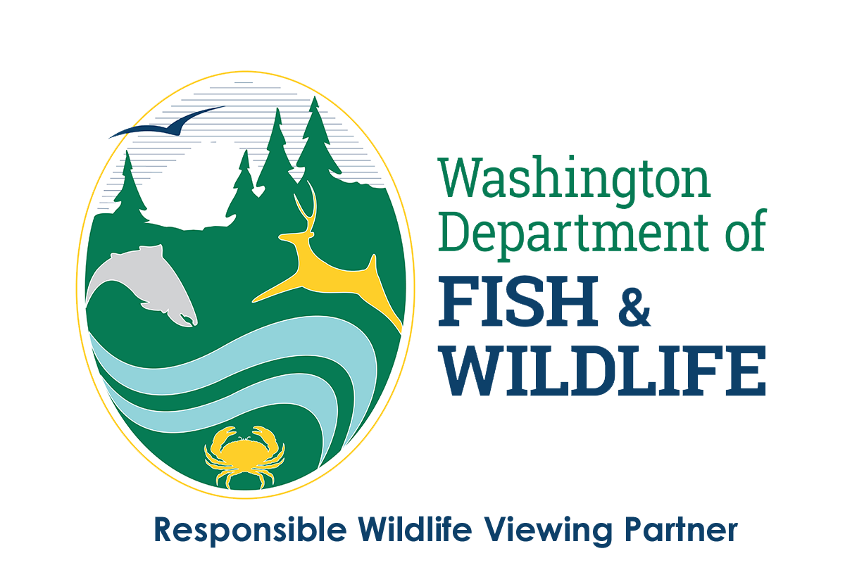 River otter  Washington Department of Fish & Wildlife