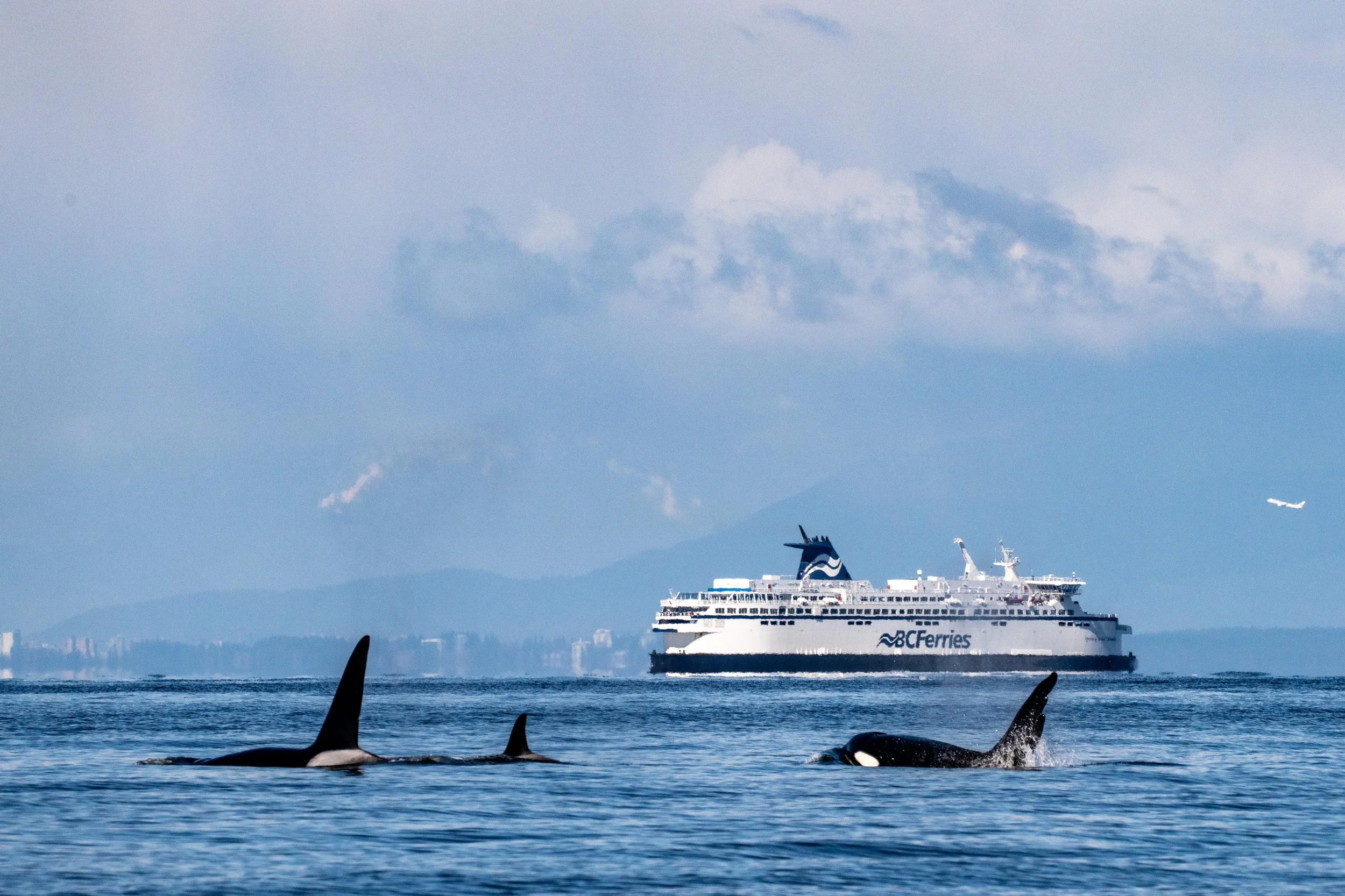 Famed Bigg’s Killer Whale “Chainsaw” Returns; New Calf Spotted with