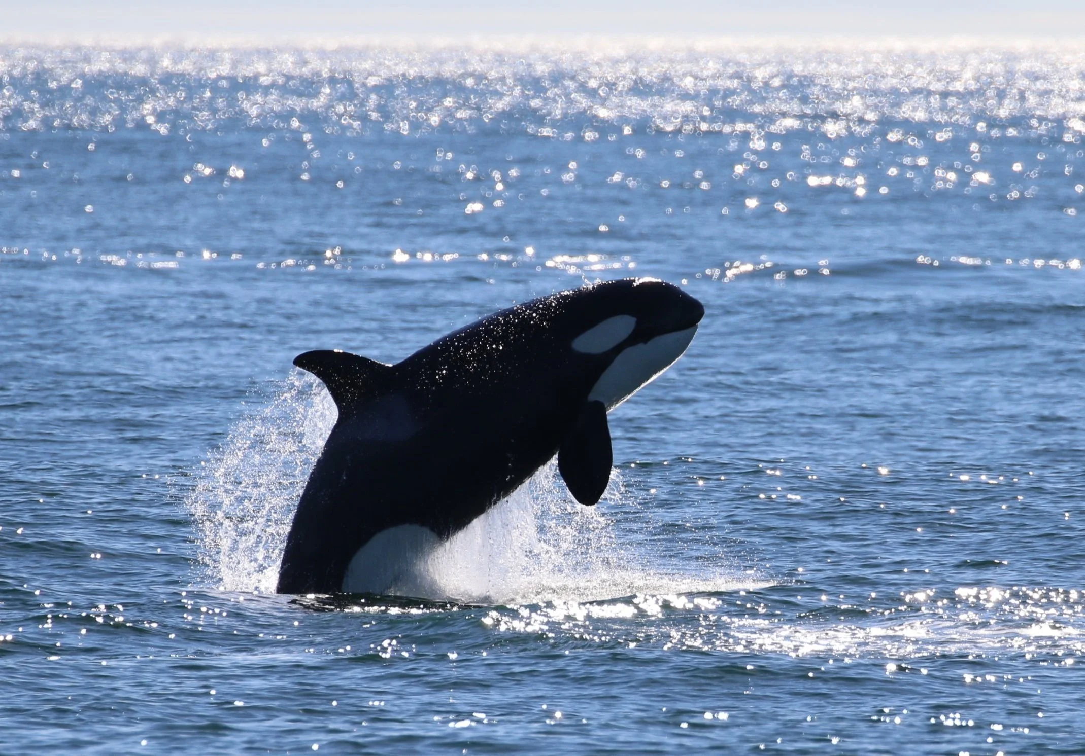 Cetaceans Pacific Whale Watch Association
