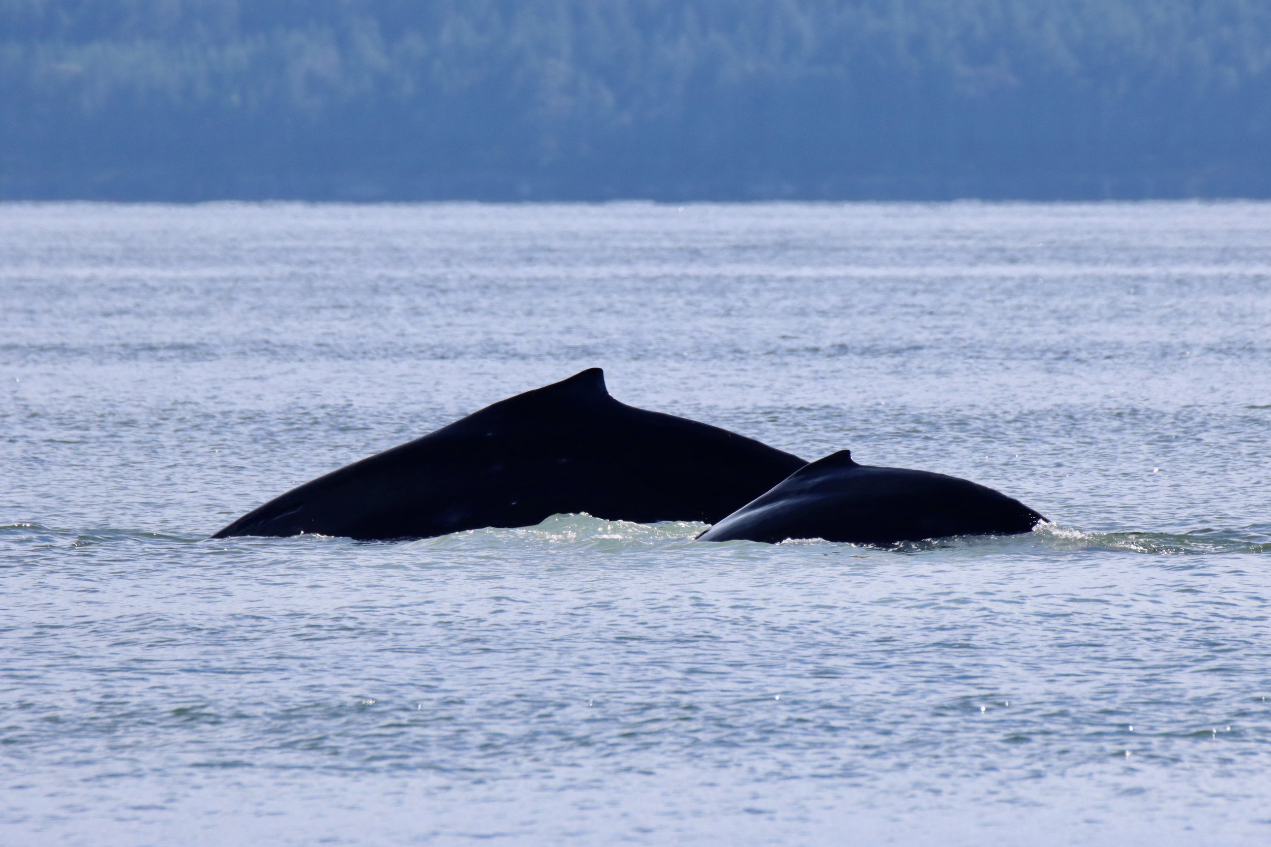 First Humpback Moms & Calves of 2023 Arrive in Salish Sea — Pacific Whale  Watch Association