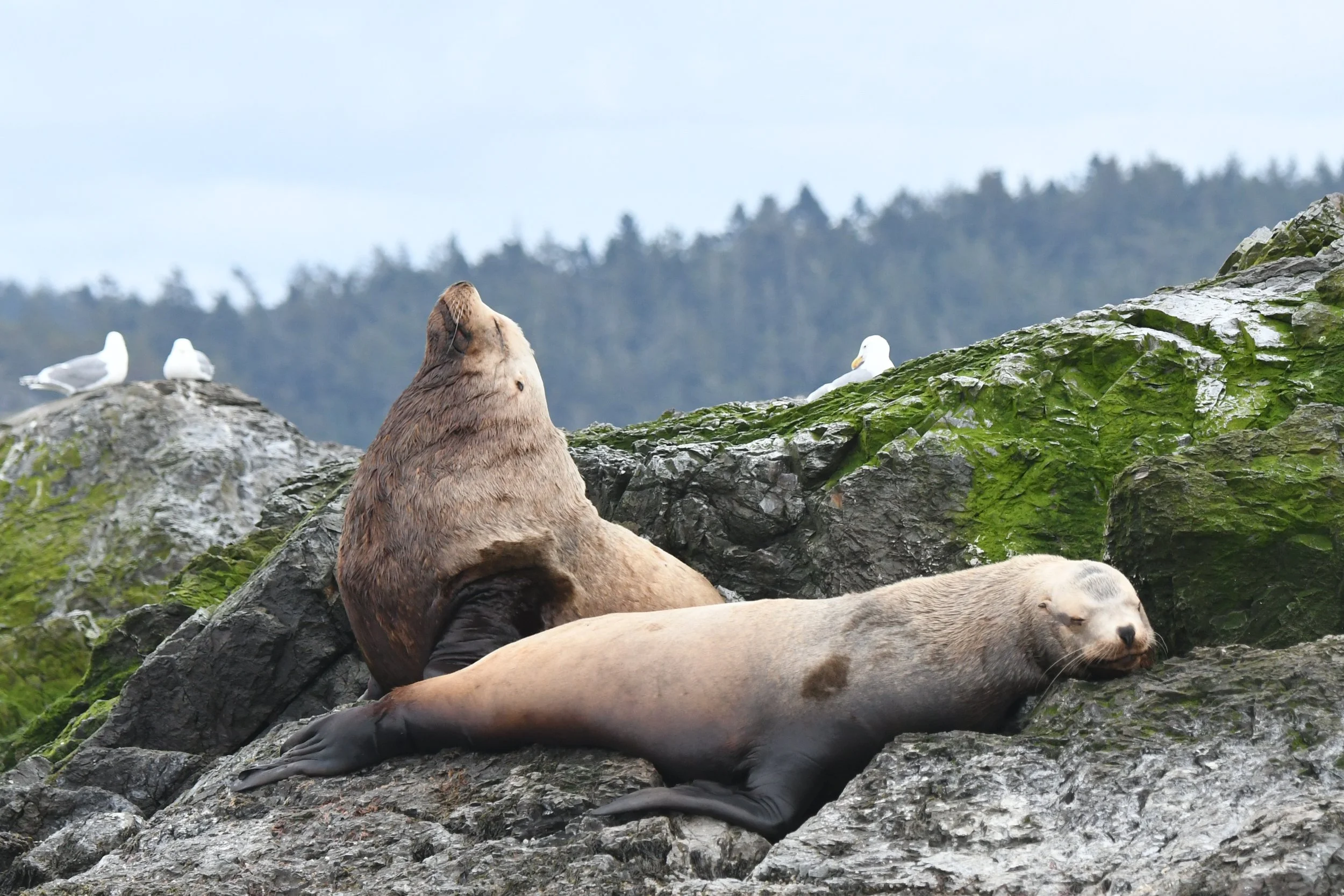 Steller's sea lions