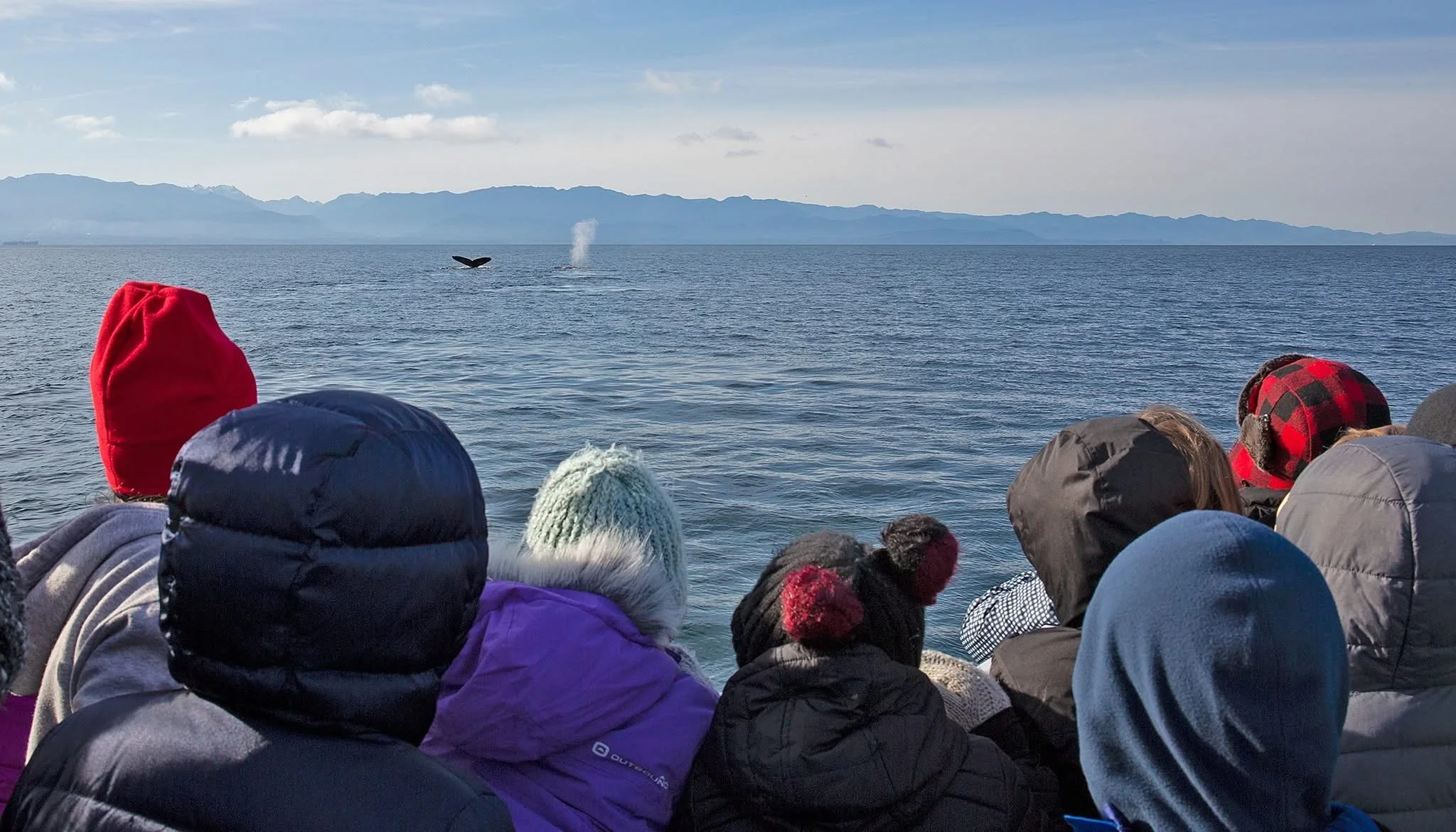 Students watch whales in the distance