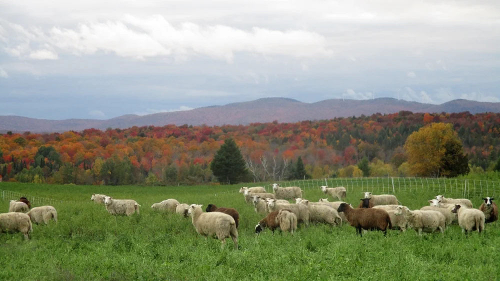 oct sheep 3, resize.jpg