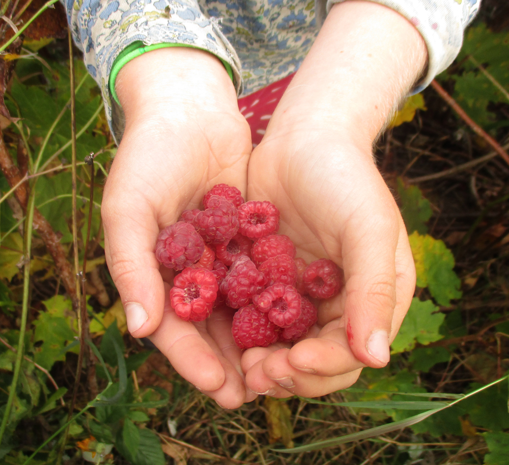 raspberries resize.jpg