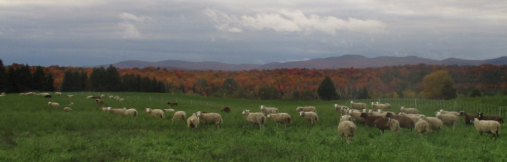 The ewes grazing alfalfa field, looking west