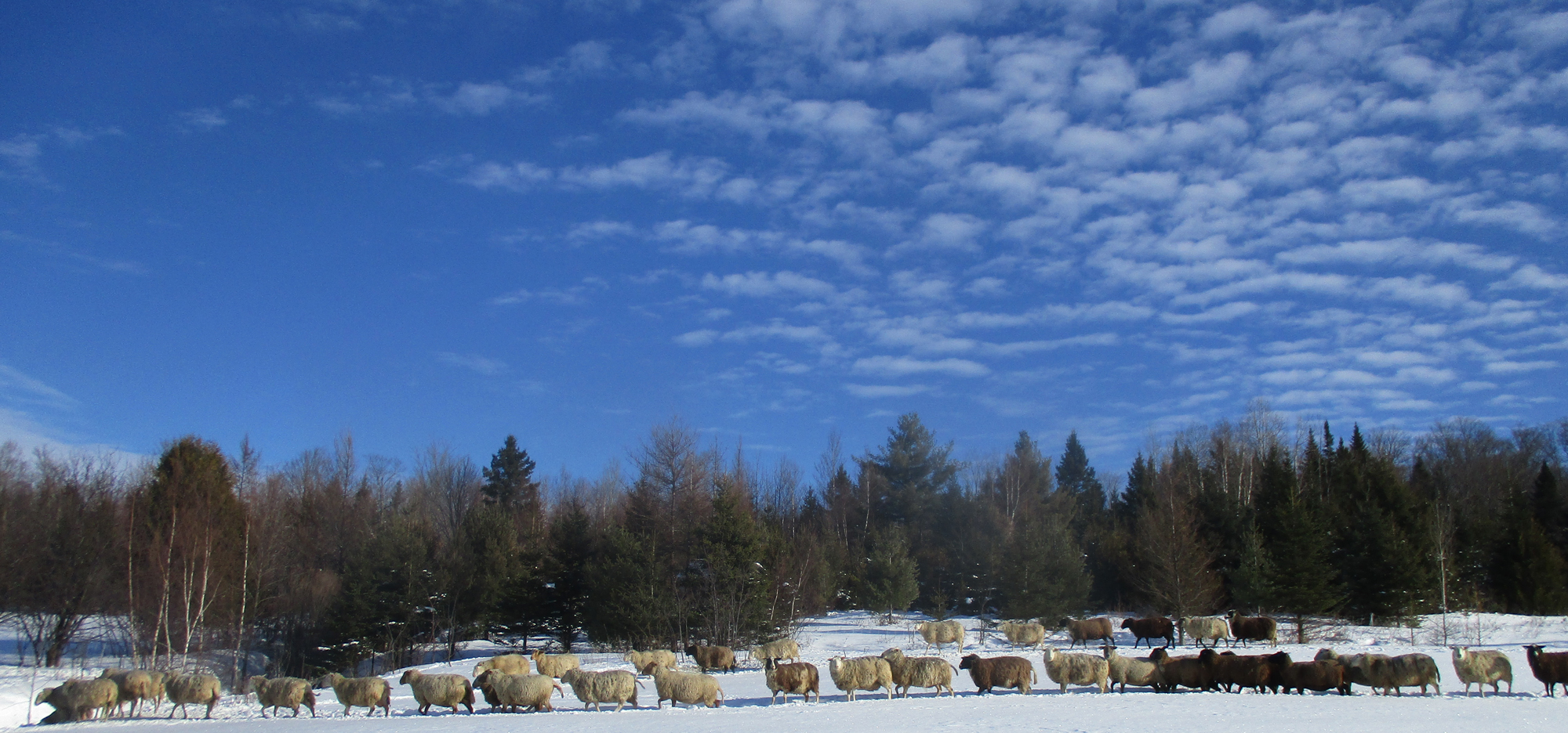sheep line 2.jpg