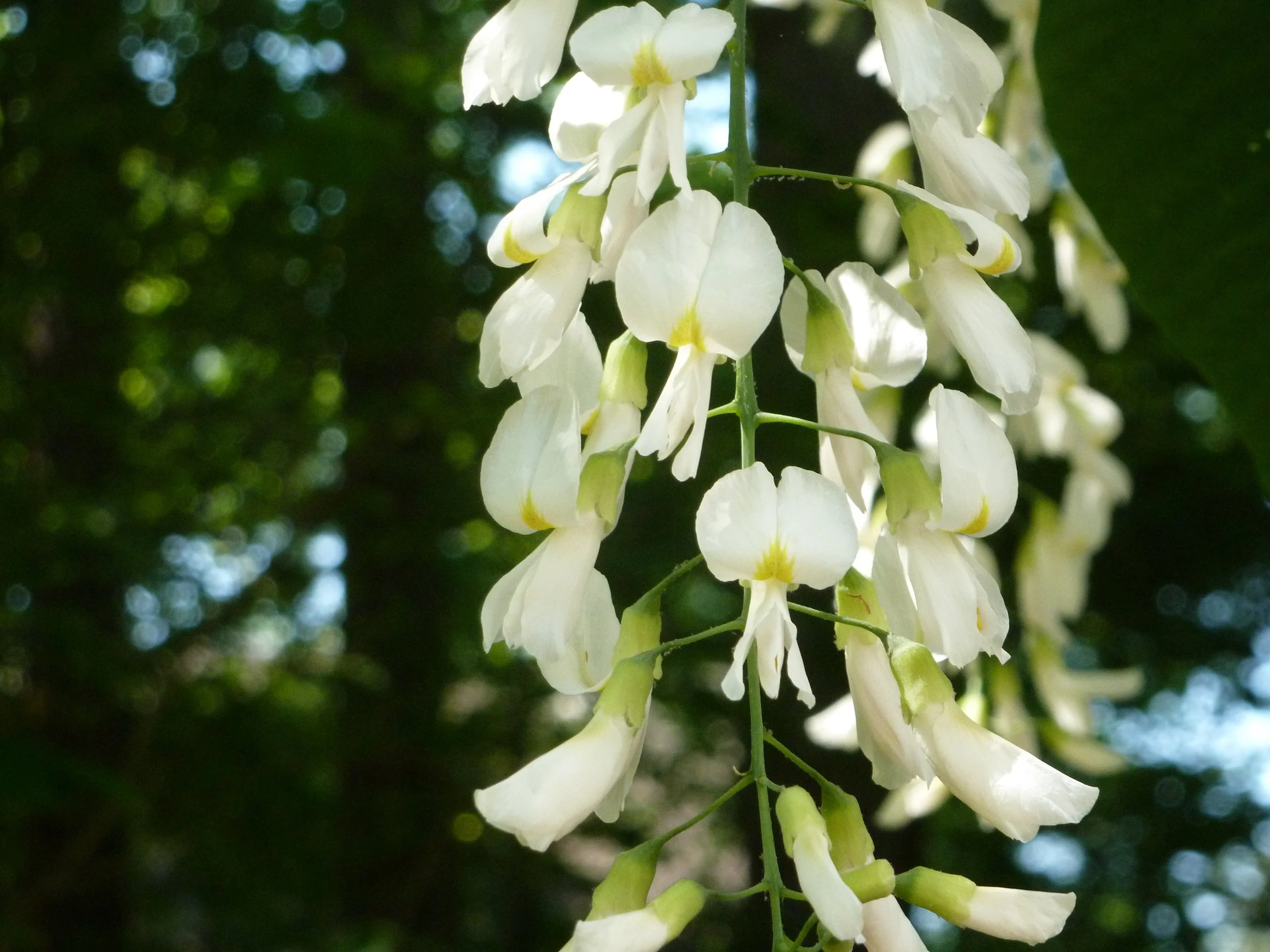 native American yellowwood