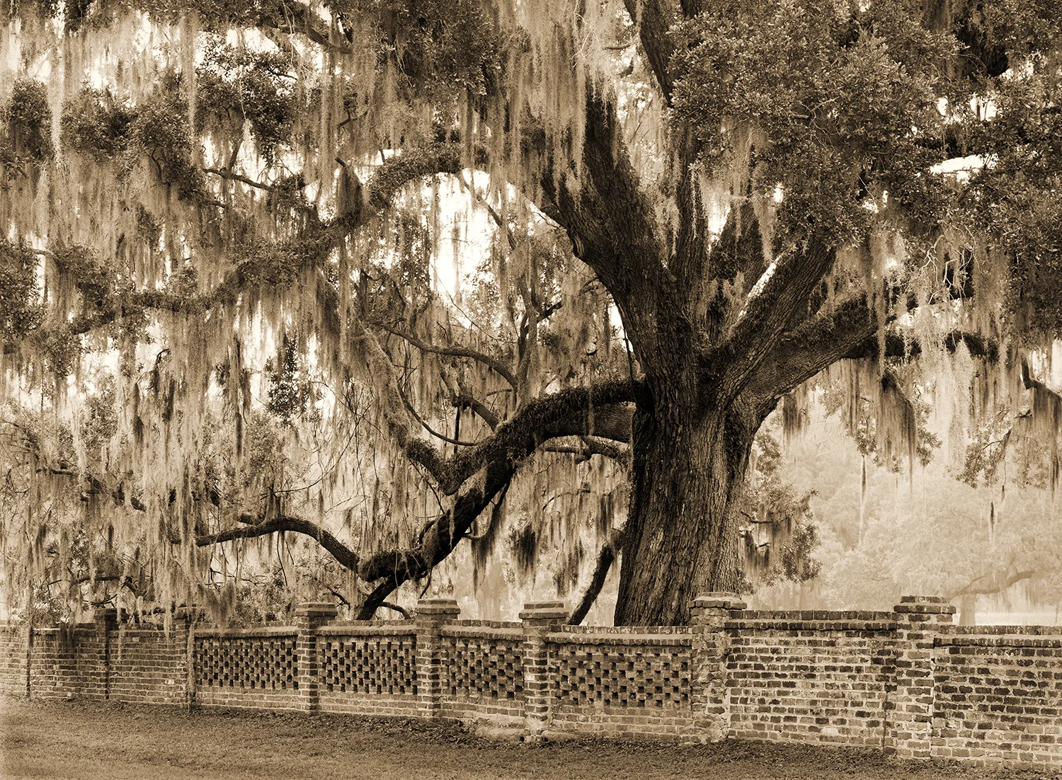 live-oak-wall.jpg
