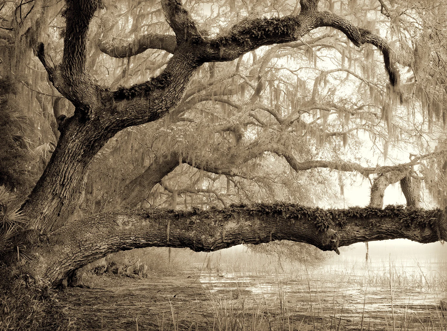 shaped-by-a-long-ago-storm.jpg