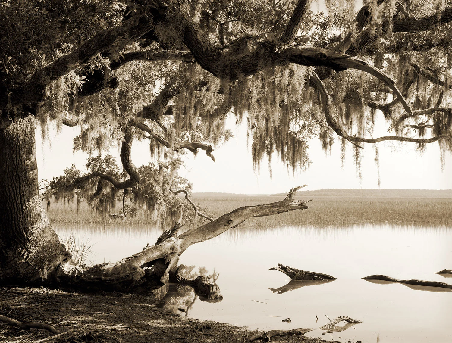 summer-morning-on-a-creek.jpg