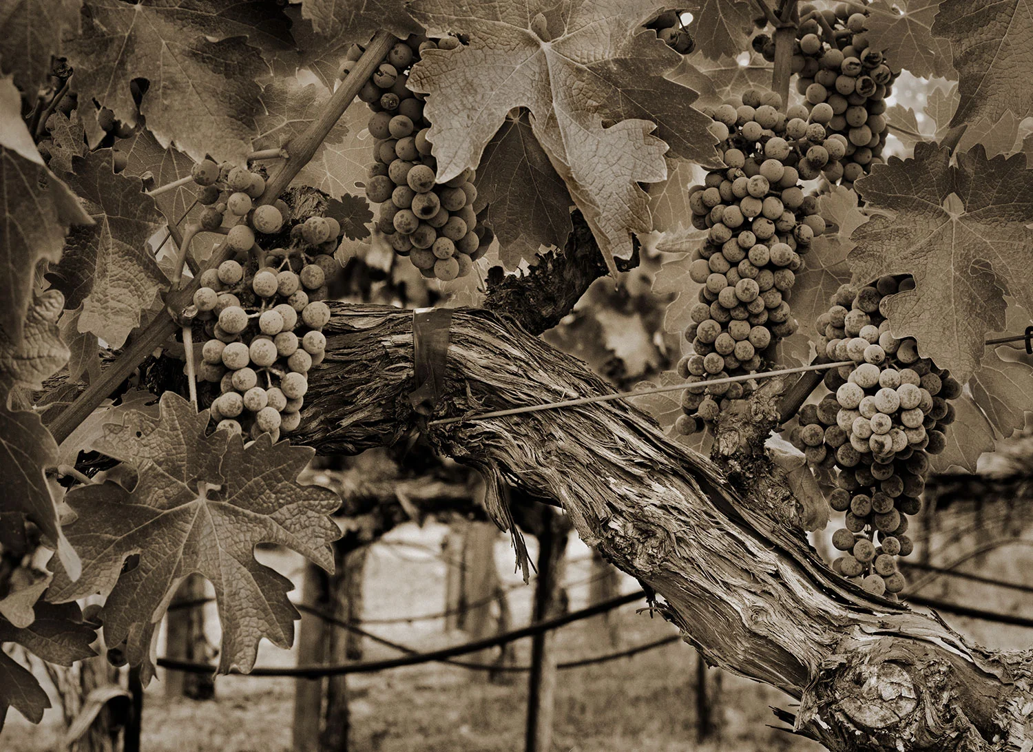 grapes-tighter.jpg