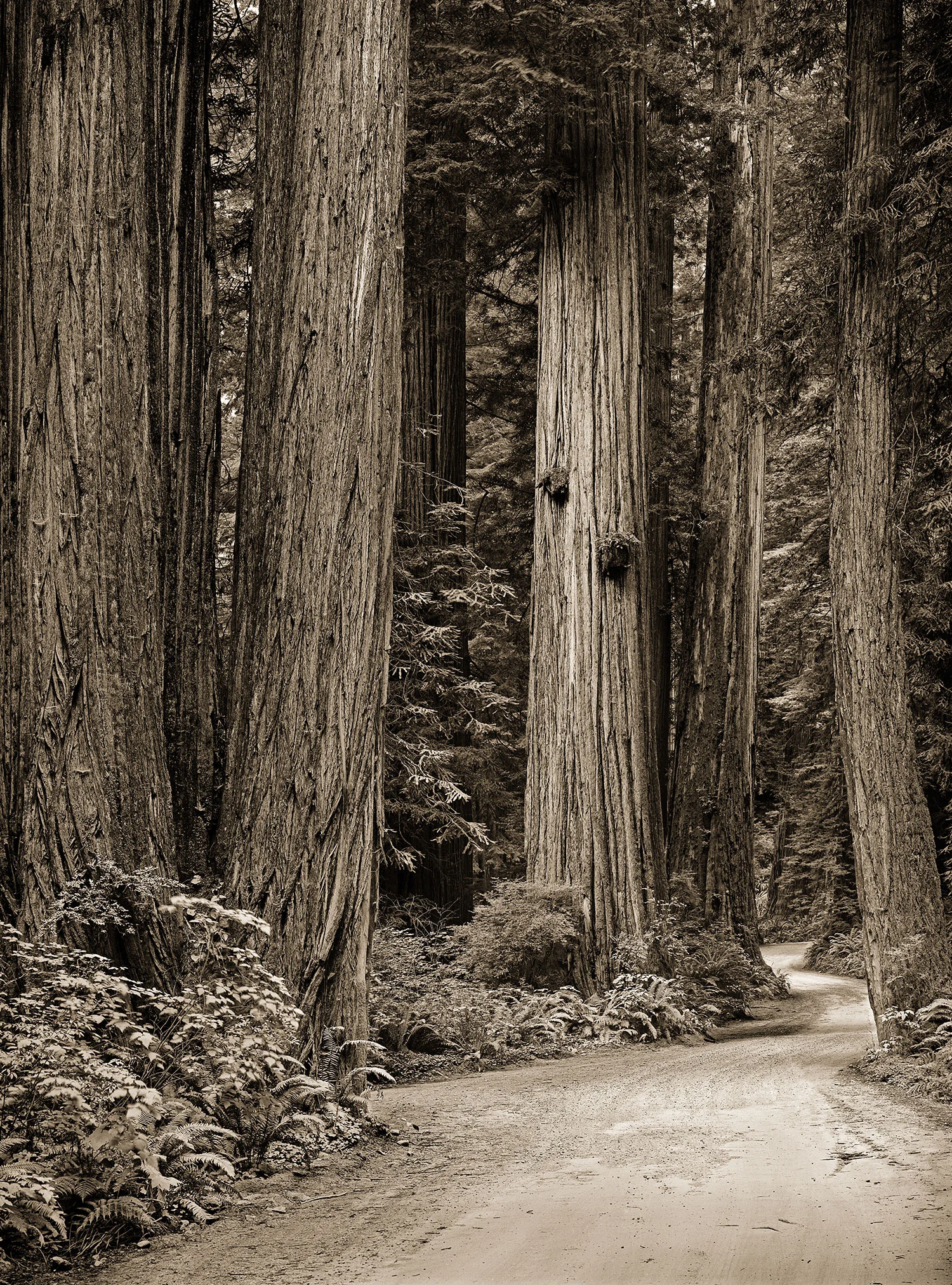 traveling-through-the-land-of-giants.jpg