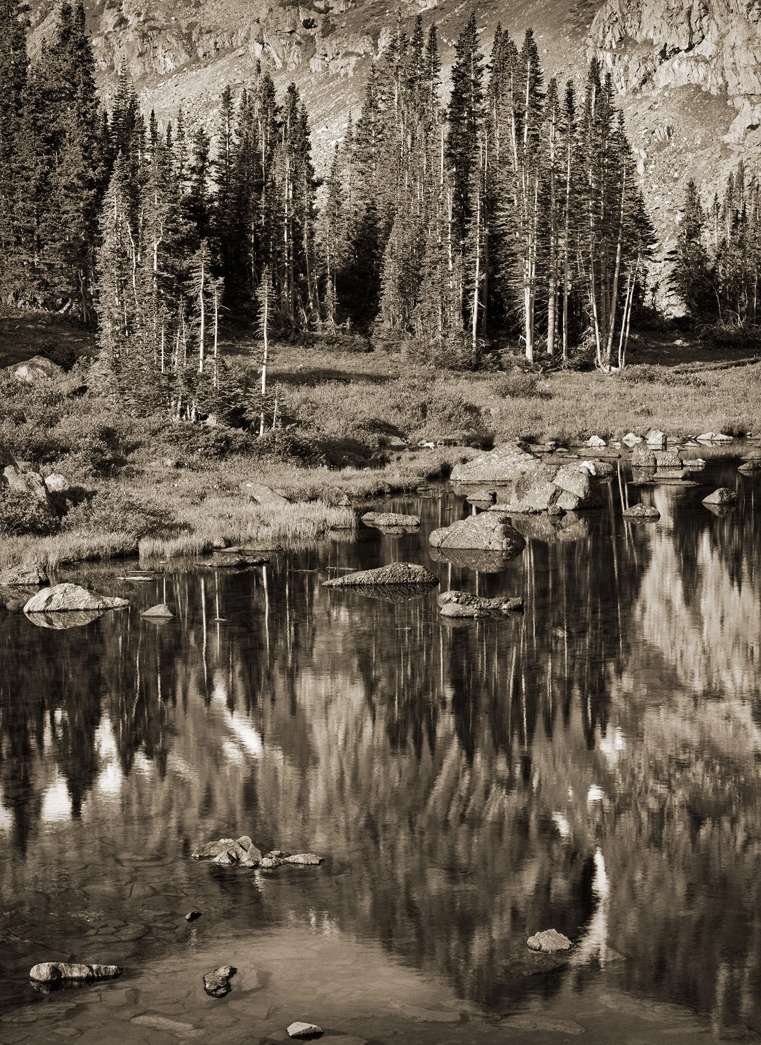 treeslake.jpg
