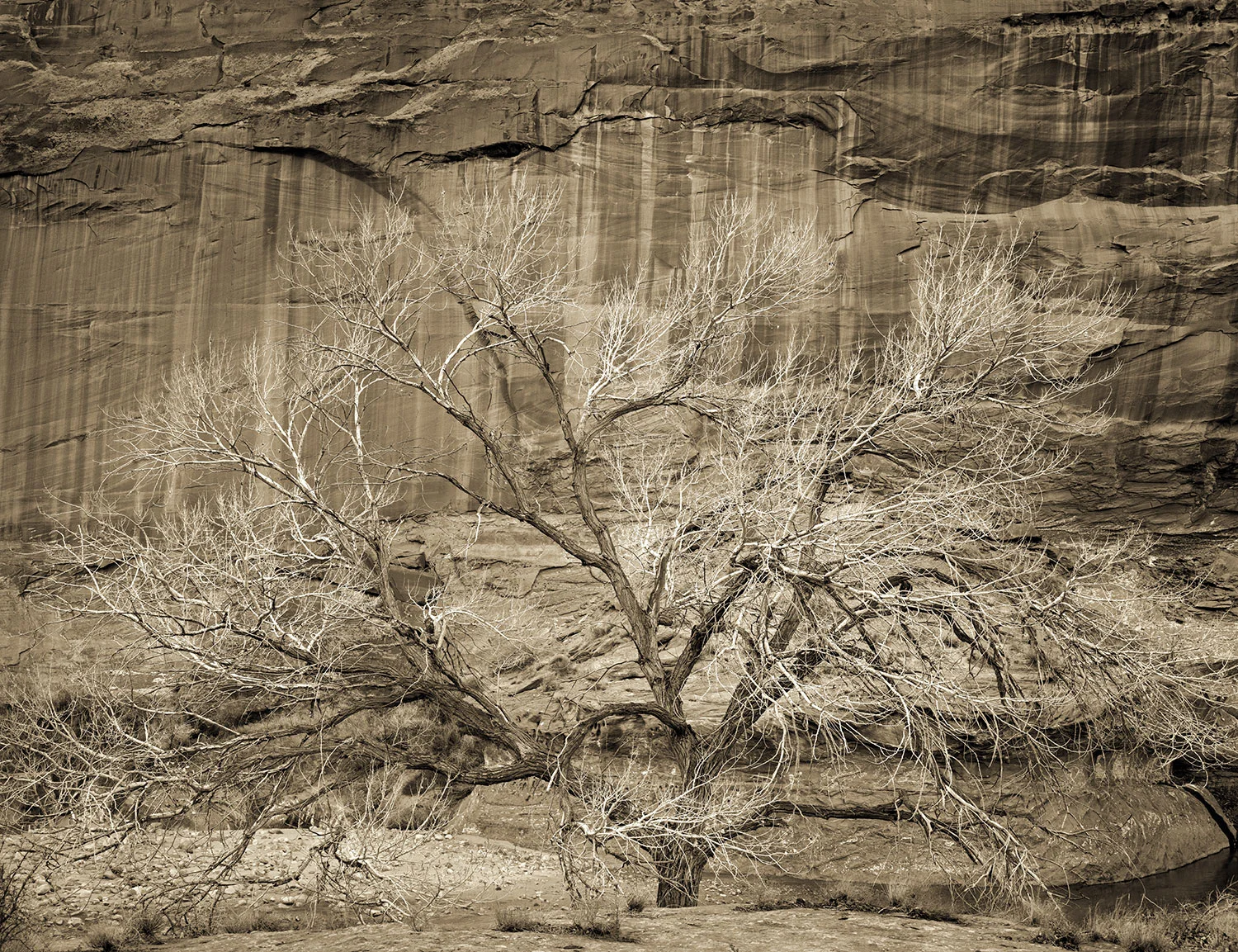 cottonwood.jpg