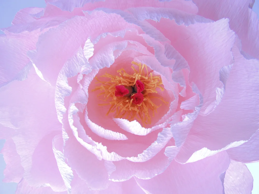peony-17.jpg