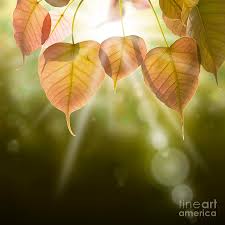 Creating What You Desire