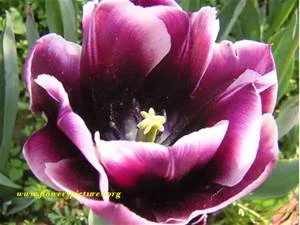 tulip for individual.jpeg