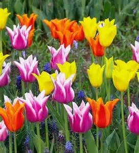 tulips for teams.jpeg
