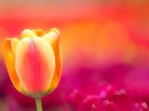 tulip for leader.jpeg