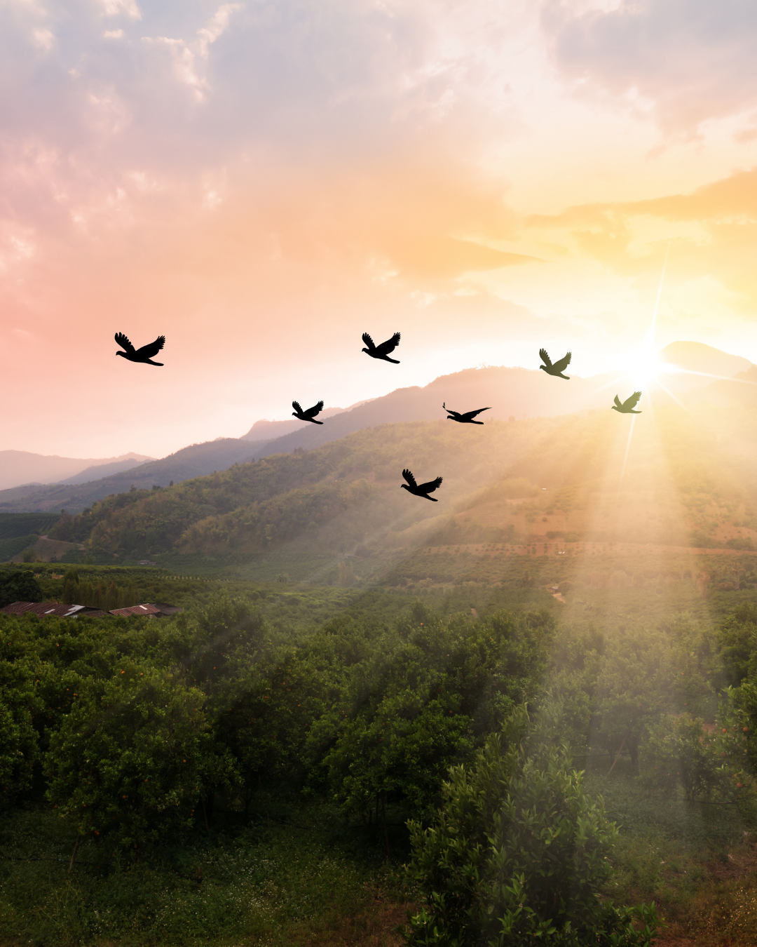 👑 BECOMING SOVEREIGN 