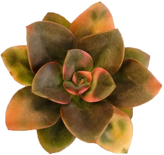 succulent.jpg