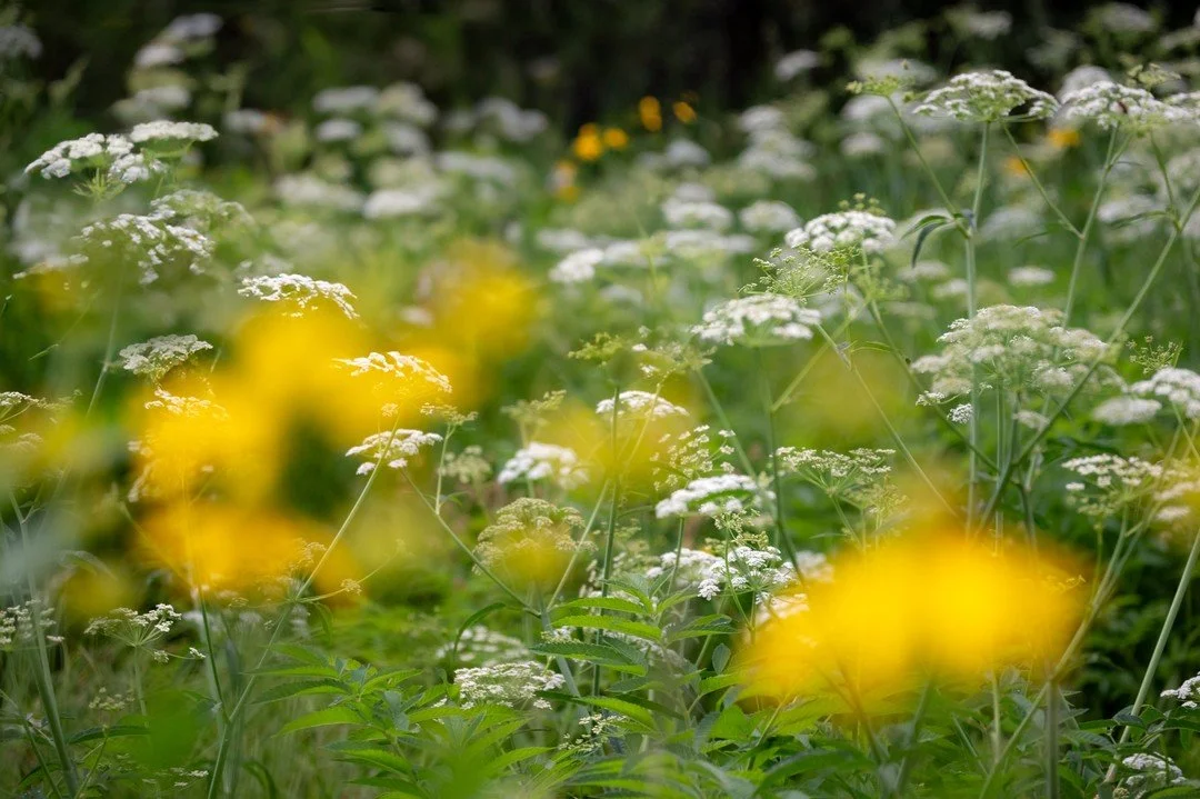 Summer color everywhere.
