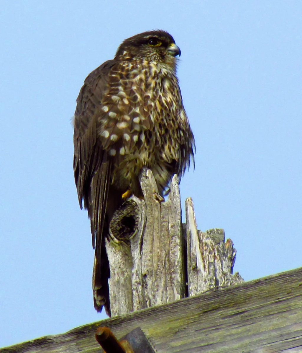 Image of juvenile merlin (Falco columbarius) provided courtesy of: D. Gordon E.Robertson . Note: This file is licensed under the Creative Commons Attribution-Share Alike 3.0 Unported license.