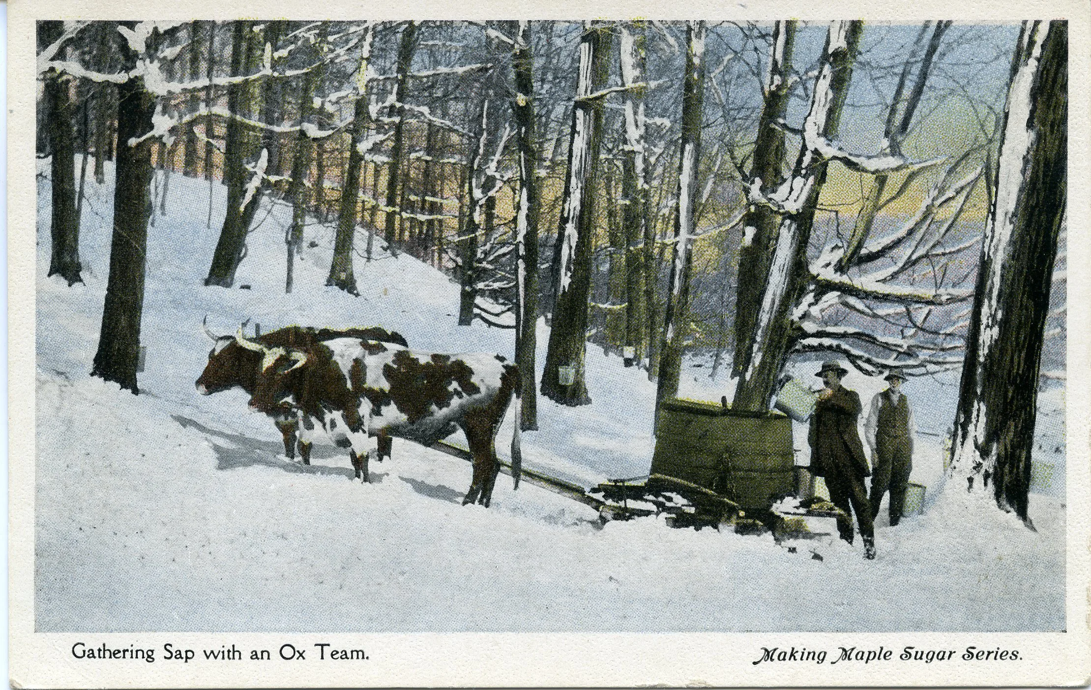 'Gathering Sap with an Ox Team--Making Maple Sugar Series'.jpg