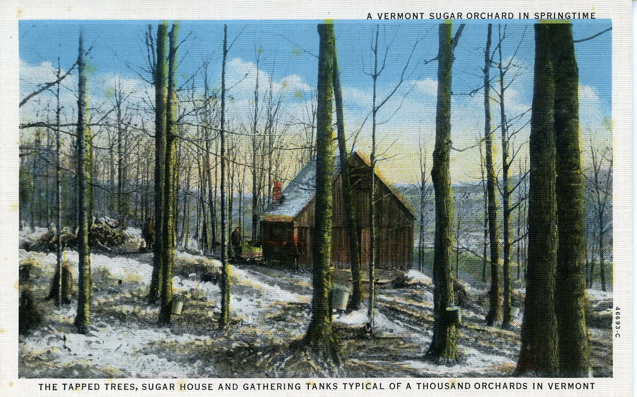 'A Vermont Sugar Orchard in Springtime--The tapped trees, sugar house and gathering tanks typical of a thousand orchard in Vermont'.jpg