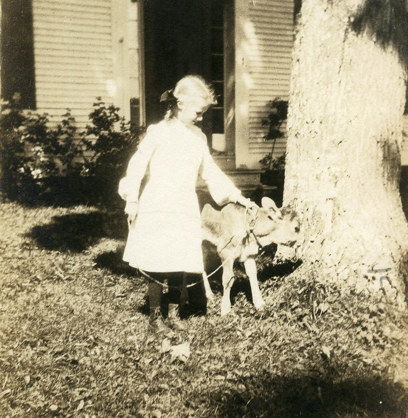 When not spending time with the horses, the children played with the calves and…
