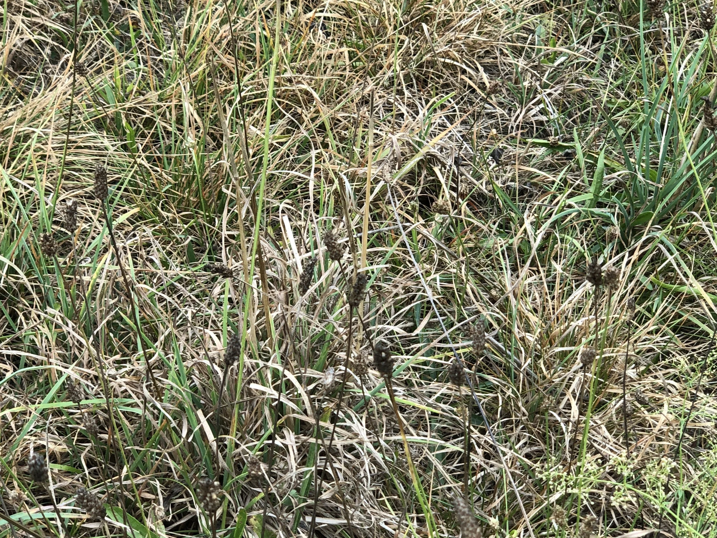 Shriveled dry grass in Bridgewater. Photos taken in August, 2025.