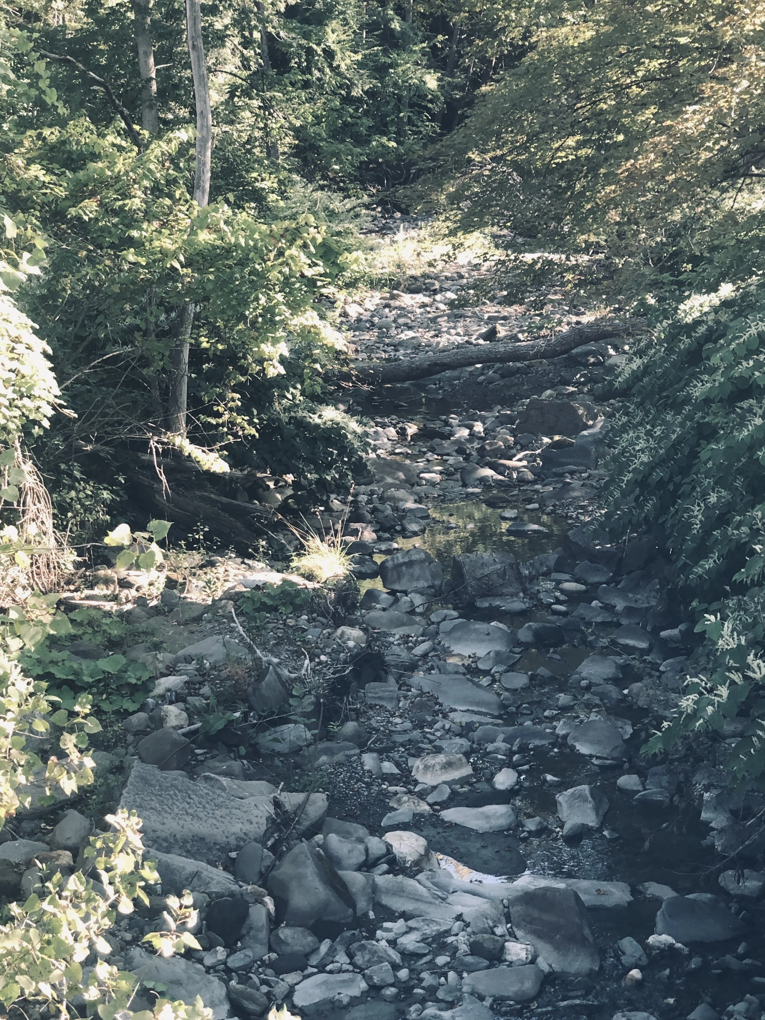 Barnard Brook in Prosper. Photo taken September 4.