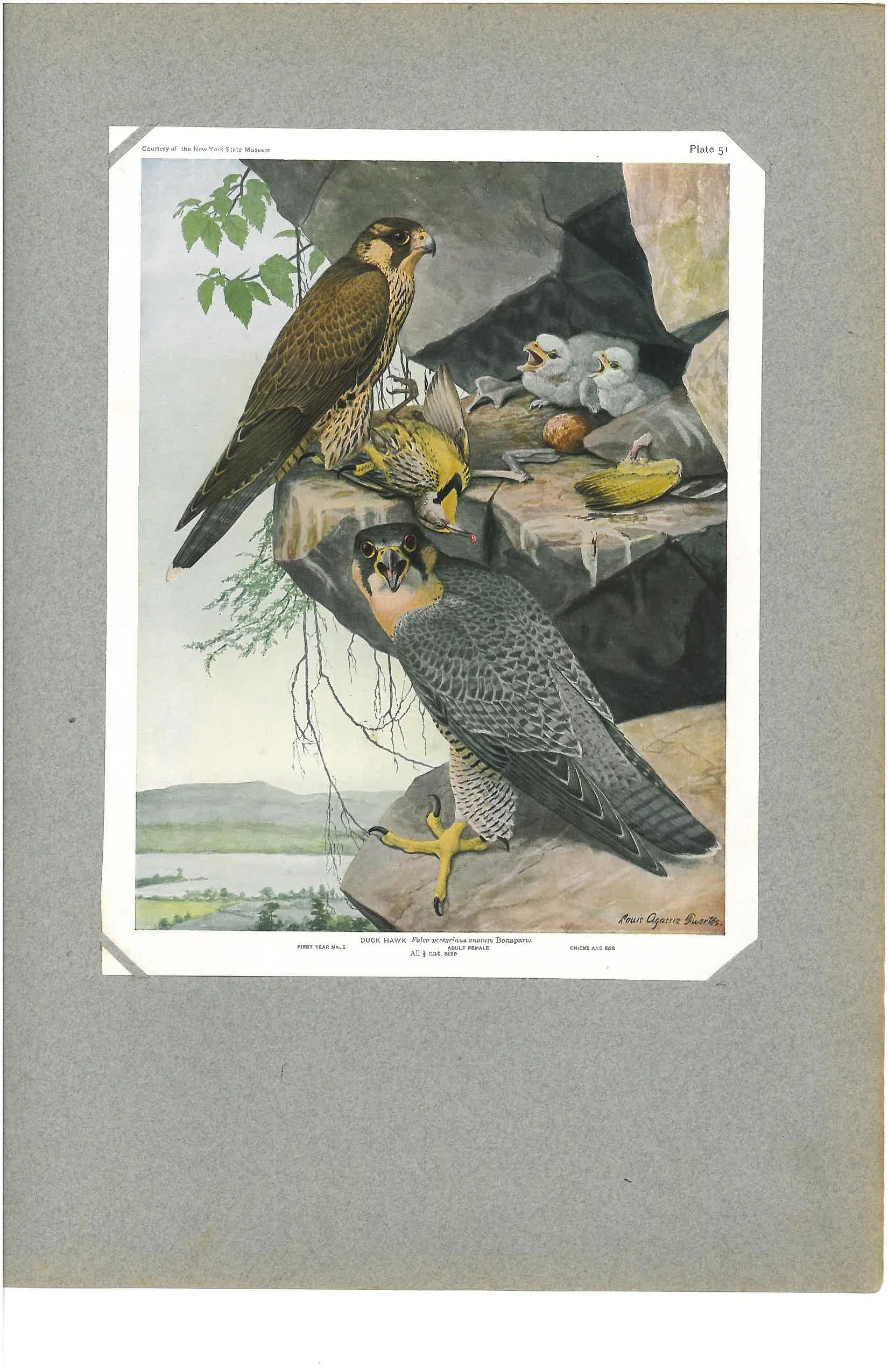 K. Pember Album 1-page-002.jpg