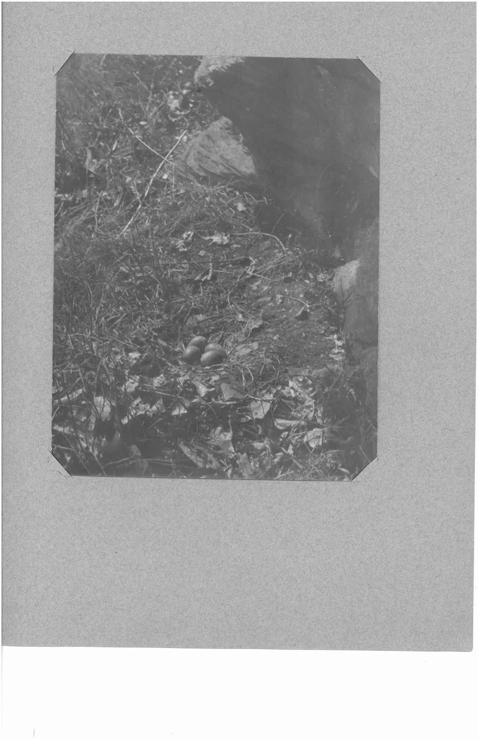 K. Pember Album 1-page-005.jpg