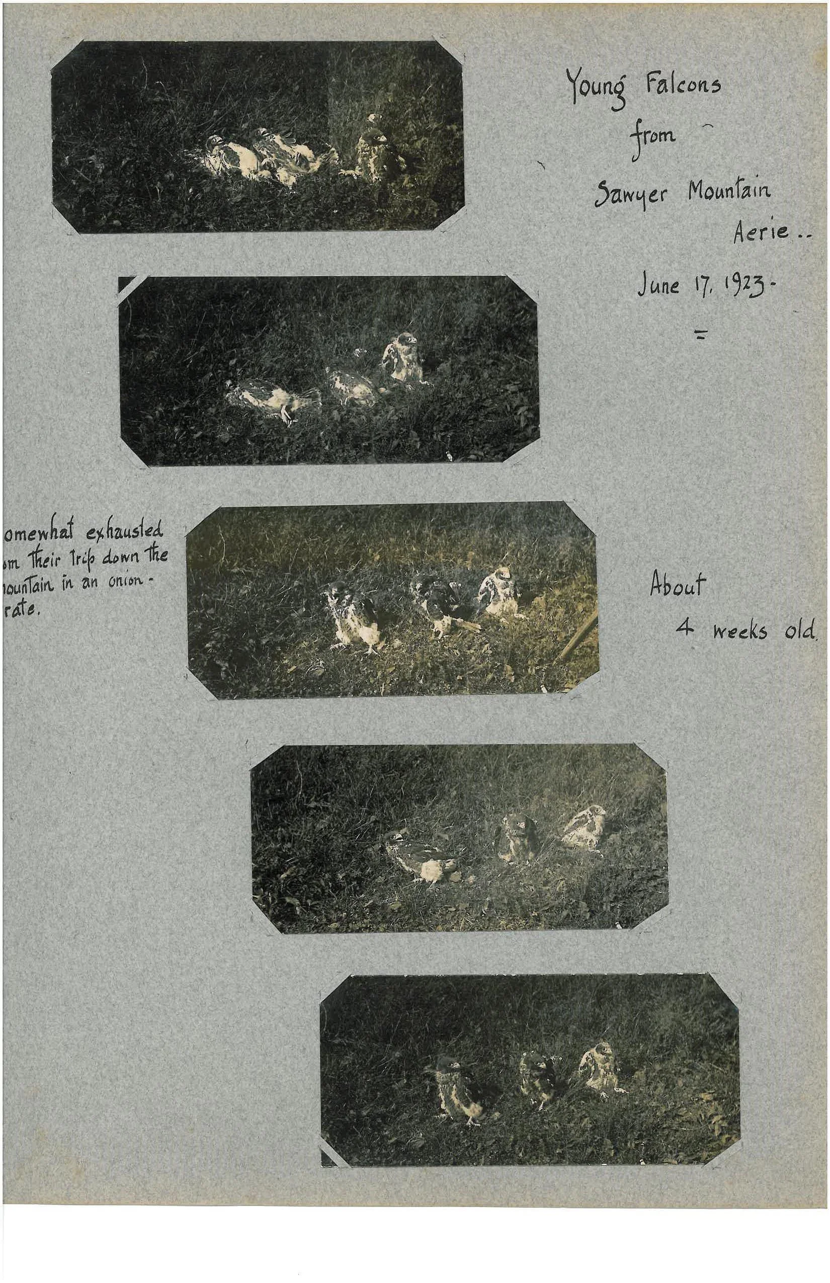 K. Pember Album 1-page-025.jpg