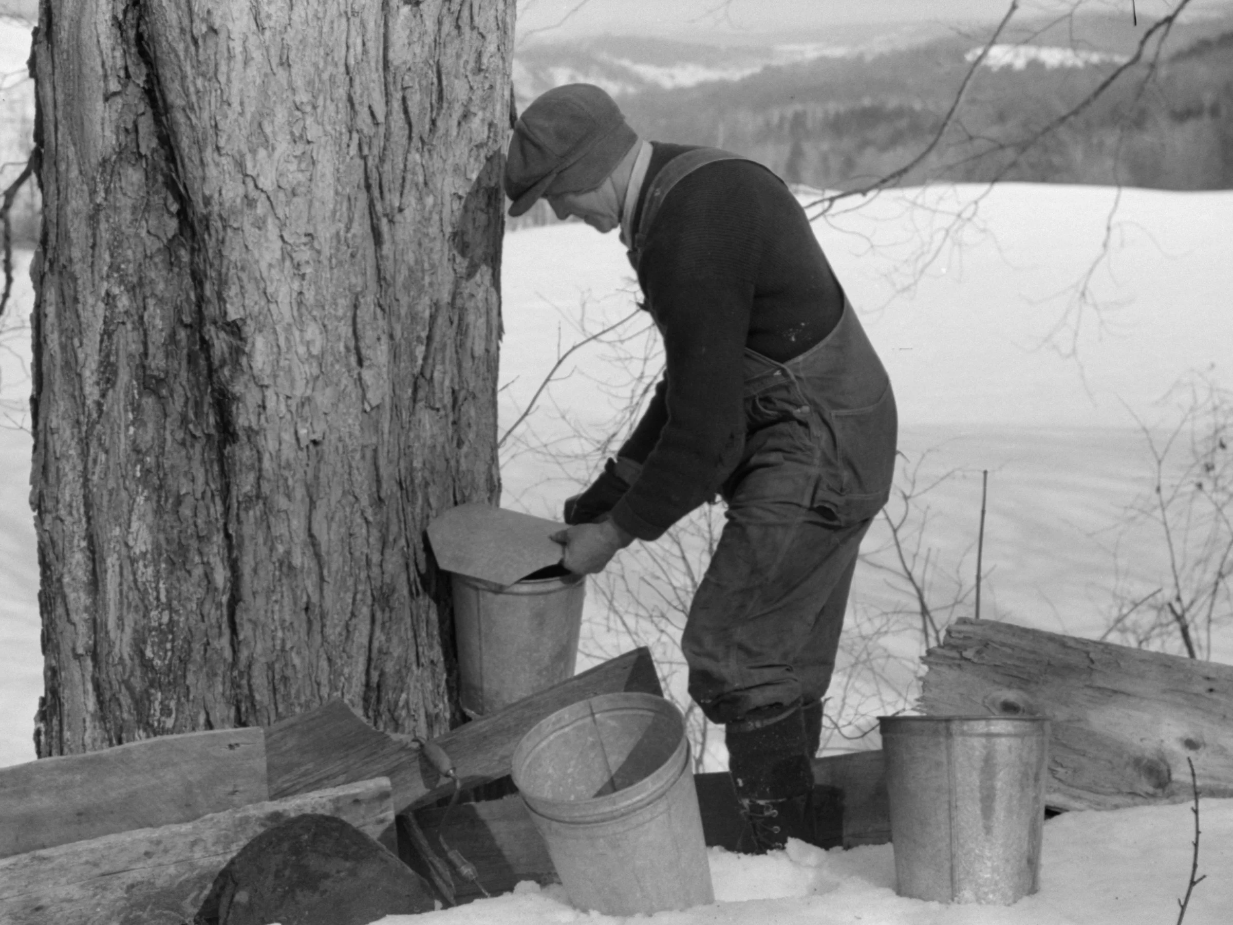 After hanging a bucket on the spile's hook, Frank slides a cover on the bucket to help keep rain and bits of debris out of the sap.
