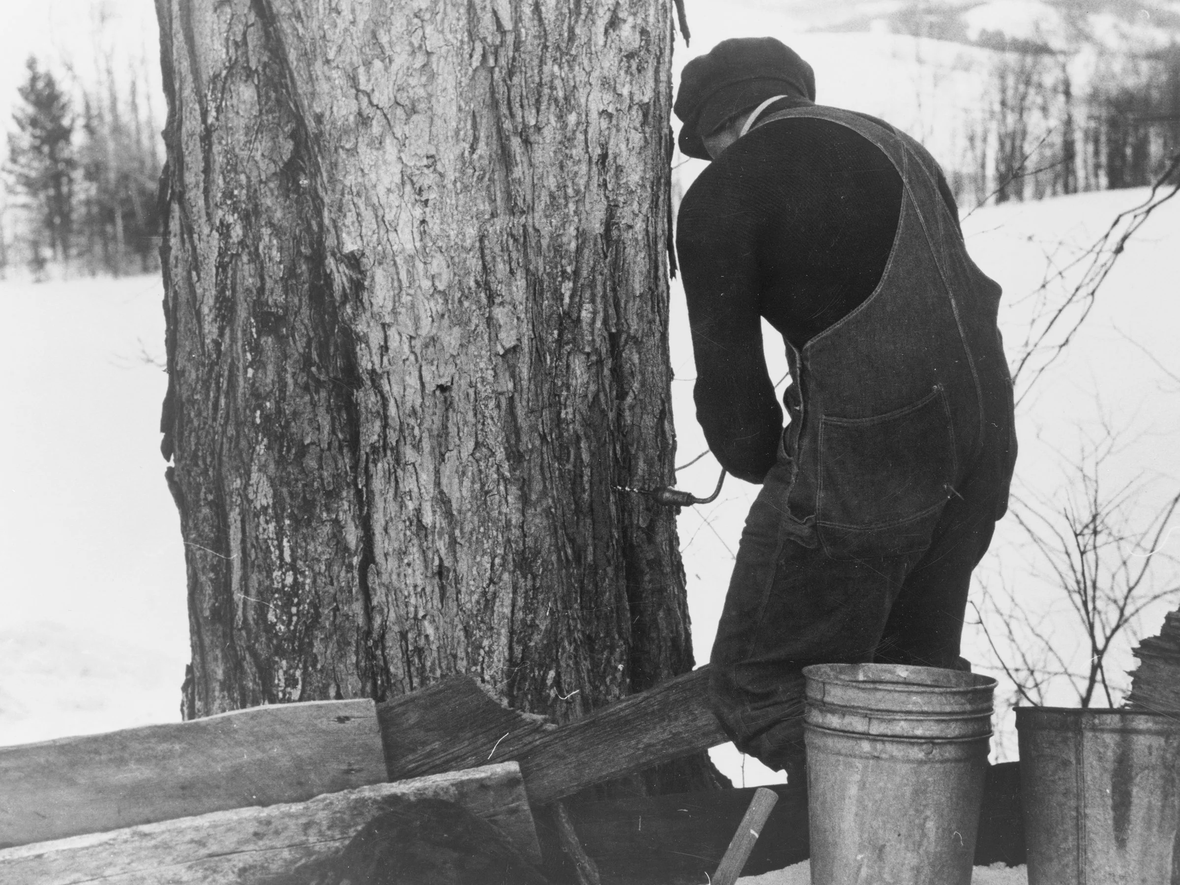 Since it was springtime when she came, Marion documented maple sugaring.  In this photo, the farm's owner, Frank Shurtleff, uses a hand drill to make a hole in the maple tree. 