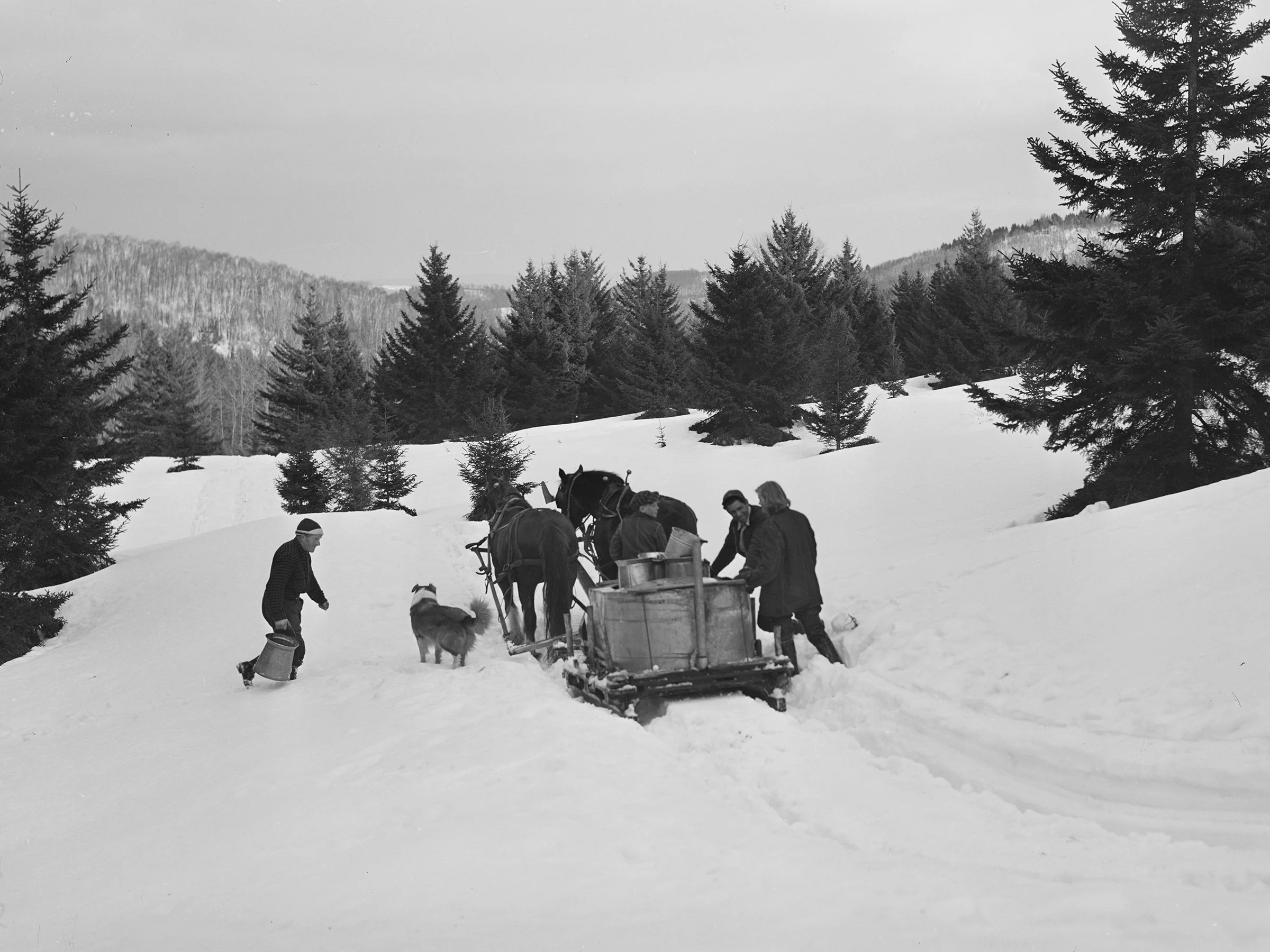 To collect the sap, a gathering tank is placed on a sledge that is pulled by a team of horses. The gathering crew collects the sap from the trees and empties it into the tank.