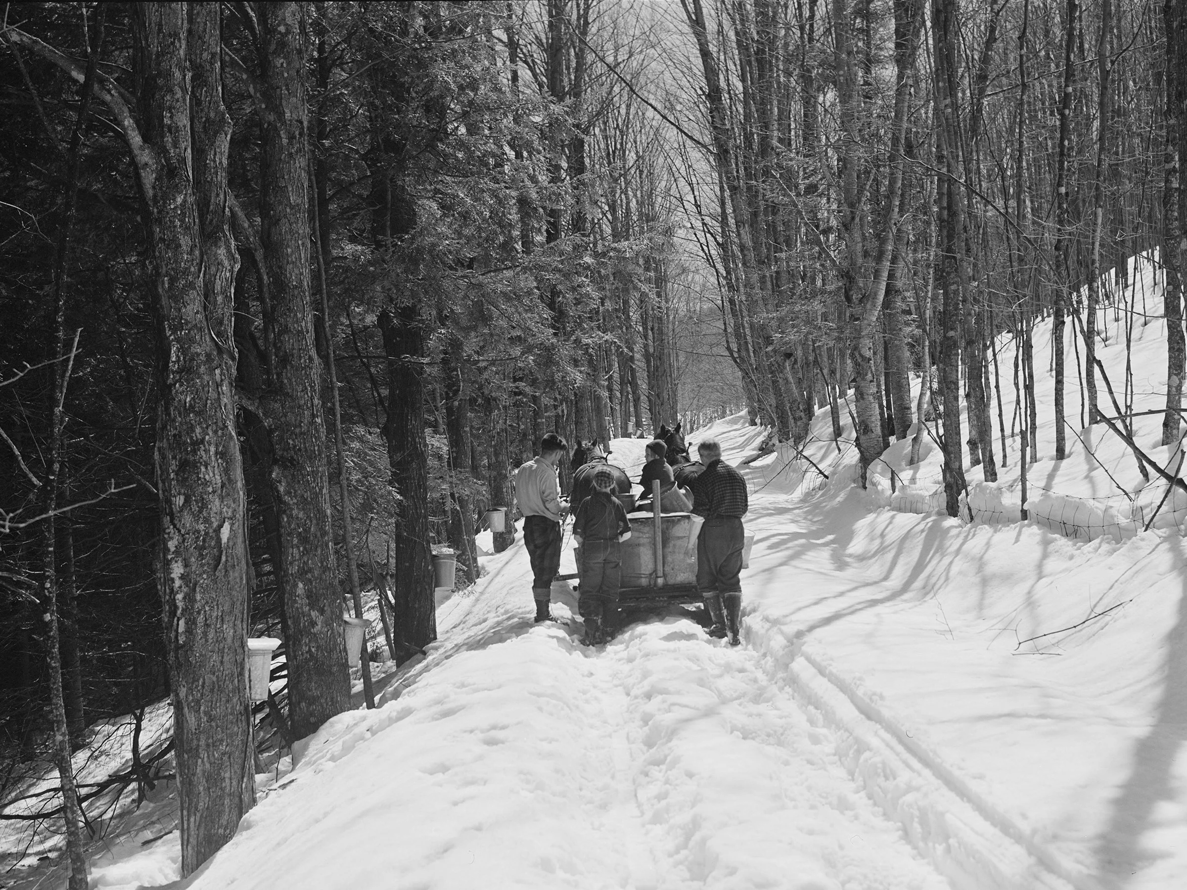 With the trees tapped, the gathering crew is ready to start collecting some sap. 