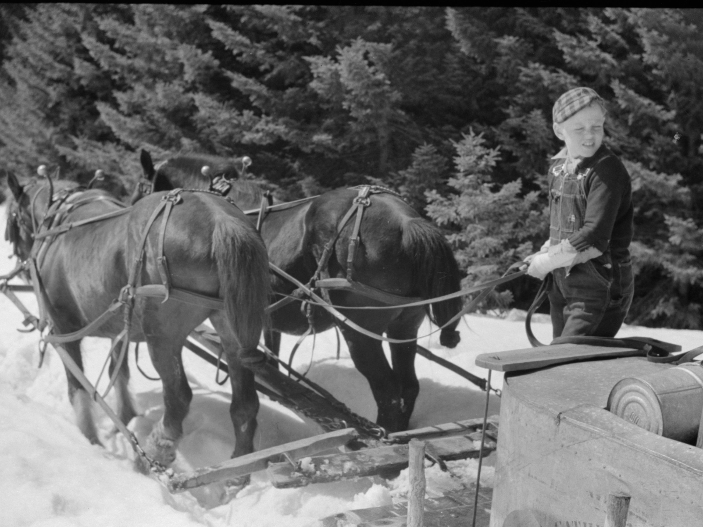 Collecting sap is hard work, so the gathering team takes turns between driving the horses and collecting sap. 