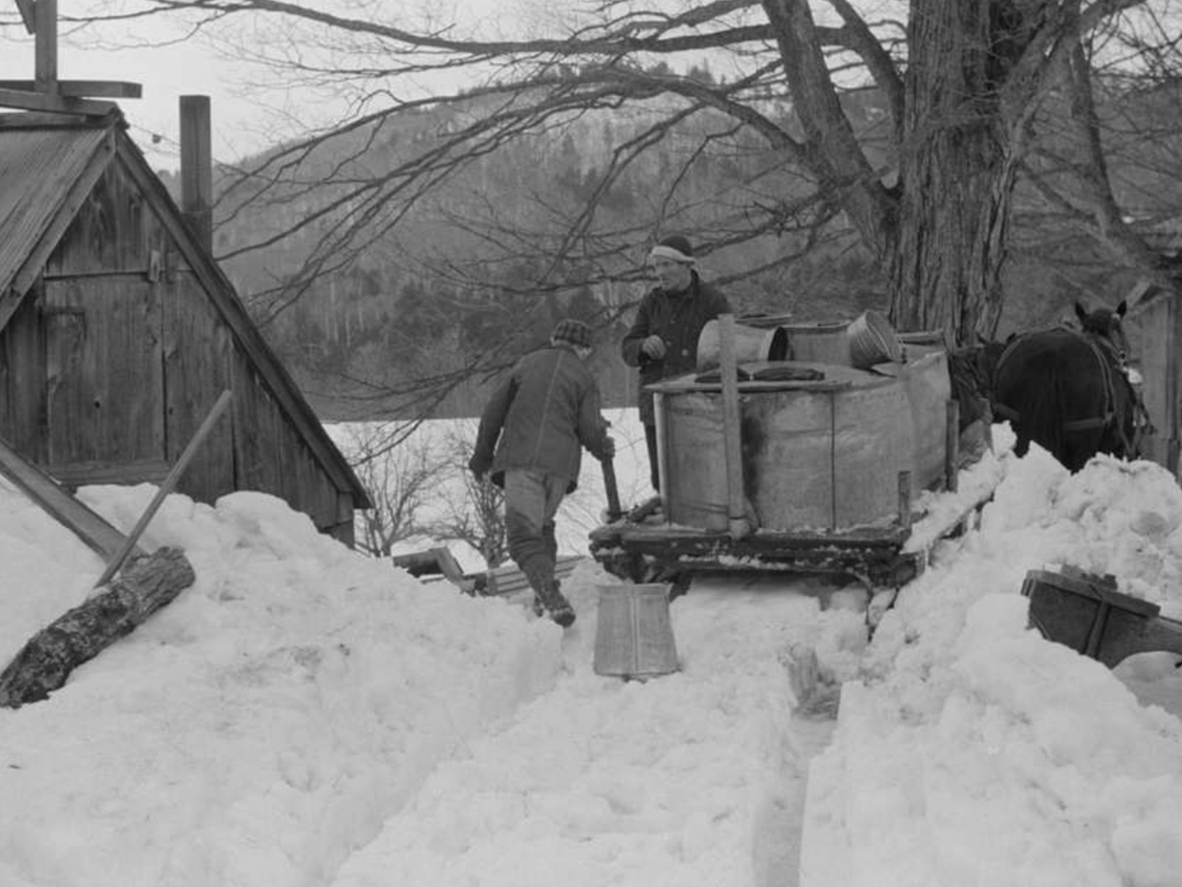 At the sugar house, the sap from the gathering tank will be emptied into evaporators inside the sugar house, where it will be boiled.