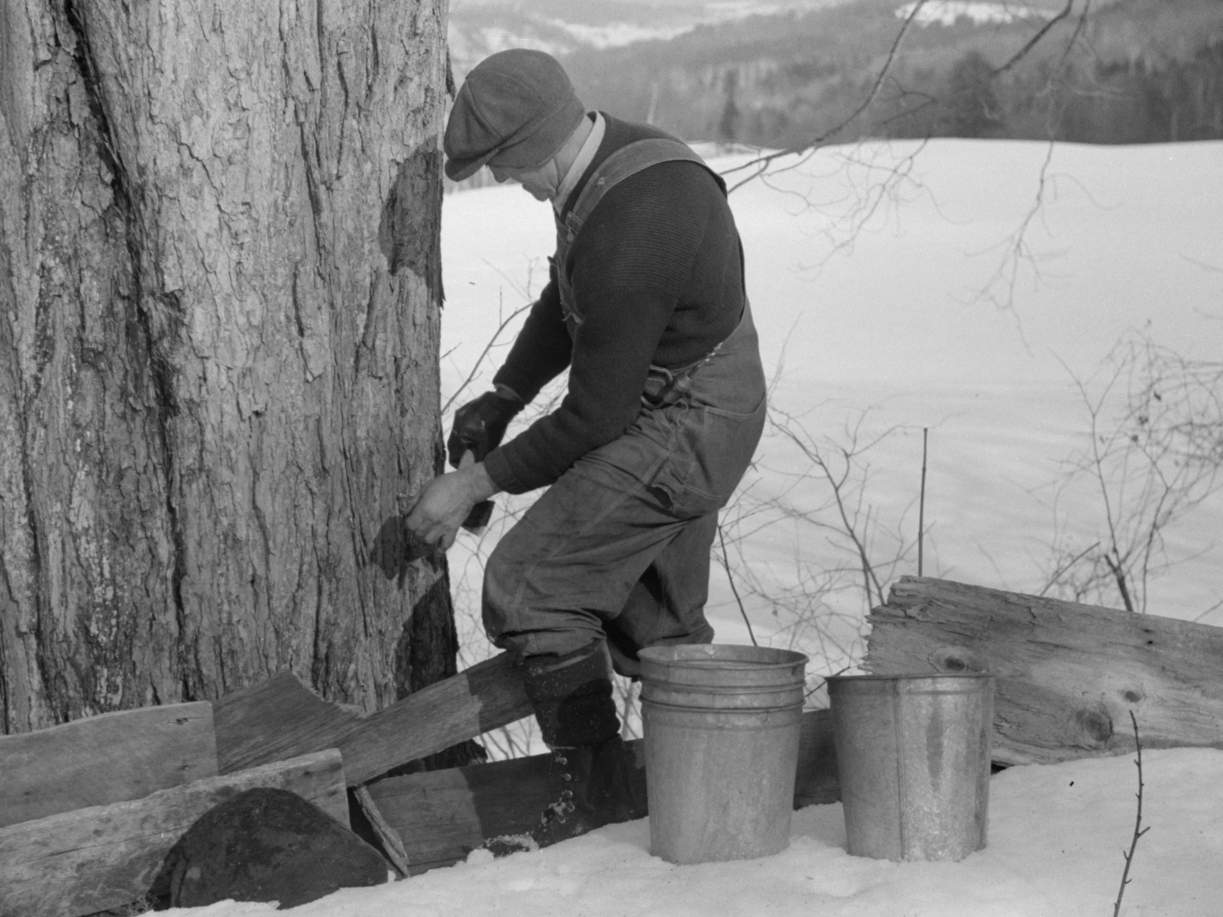 After the hole is drilled, Frank shows how a metal spile is inserted that will allow maple sap to be extracted from the tree.