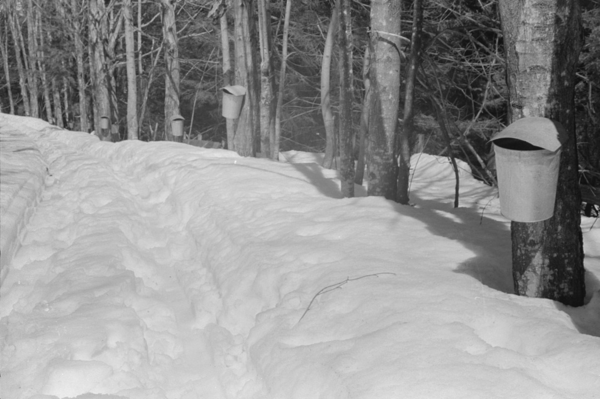 Sugaring was hard work, but it provided many Vermont families with an early spring crop that they could either sell or use themselves as a sweetener. 