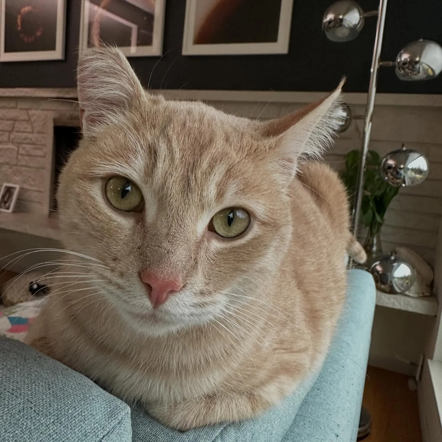 Meet our new flerken, Robie! 

He&rsquo;s such a sweet and dapper little dude, we named him after Cary Grant&rsquo;s character in To Catch a Thief (a cat burglar called John Robie &ldquo;The Cat&rdquo;). Our Robie is a 3yr old snuggly sidekick who li