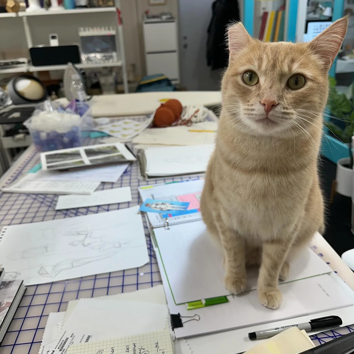 Cat break! 🐈 Robie is turning out to be a great helper, sitting on things, reminding me to take breaks, and bringing sweet cat energy back into my life. When Robie says &ldquo;take a break&rdquo; a break must be taken!
