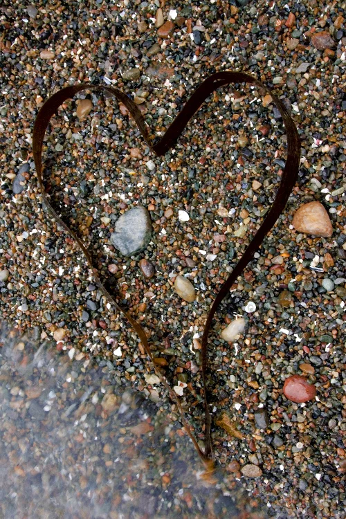 Kelp Heart.jpg