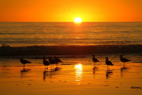 Seagulls at Sunset.jpg